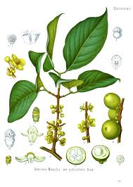 Image result for Garcinia volkensii