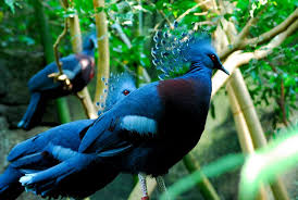 Brown Bird With Red Mohawk A Royally Named Bird With A Mohawk The Crowned Victoria Pigeon Animal Facts Pretty Birds Beautiful Birds