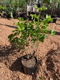 Image result for jostaberry