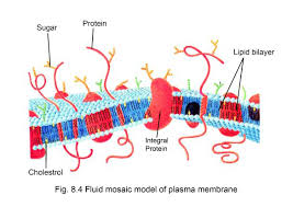 Main function of cell membrane is to allow some substances inside the cell and keep some outside the cell. Cell Membrane Aglasem Schools
