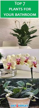 Maybe you would like to learn more about one of these? Bathroom Plants That Thrive With Or Without Sunlight Life S Dirty Clean Easy