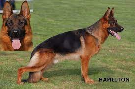 German shepherd puppies for sale. German Shepherd Breeder In Colorado Puppies For Sale Gunbil German Shepherds Dutch Shepherd Dog German Shepherd Breeders German Shepherd Puppies