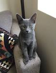 Russian Blue Kittens for Sale in Virginia - Adoptapet
