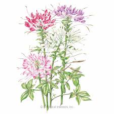 Image result for Cleome macrophylla