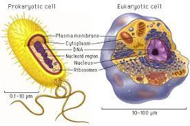 Eukaryotic Cells Have A True Nucleus Bound By A Double Membrane Prokaryotic Cells Have No Nucleus Prokaryotic Cell Eukaryotic Cell Cell Parts And Functions