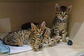 Available cats and kittens are updated regularly. A Kitten S Journey Caring For Our Smallest Residents At The Aspca Kitten Nursery Aspca