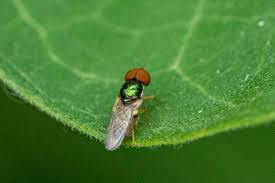 Image result for Microcharis