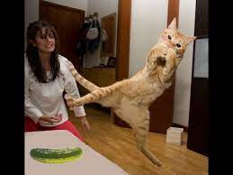 Enjoy Cats Scared Of Cucumbers Try Not To Laugh Compilation 2019 Youtube Cats Scared Of Cucumbers Cats Cats Vs Cucumbers
