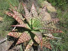 Image result for Brownleea maculata