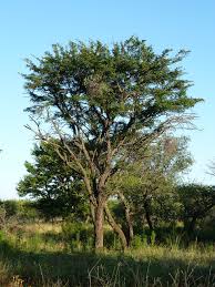 Image result for Acacia hebeclada