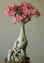 Pin On Indoor Plants Gardens