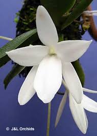 Image result for Aerangis