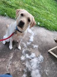 Ellie enjoying being brushed last night by Hadley 🥰 She even went back for  more after dinner!