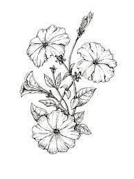 Hand Drawing Flower Petunia, Engraving Style Stock Illustration -  Illustration Of Print, Nature: 227045638