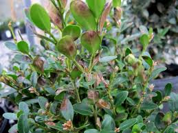 Ultimately, the plant becomes stunted and dieback occurs. Boxwood Diseases Insect Pests Home Garden Information Center