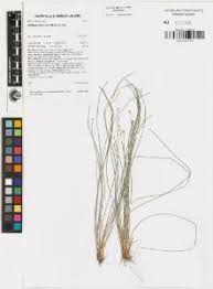 Image result for Abildgaardia ovata