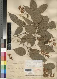 Image result for Craibia