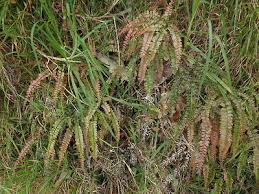 Image result for Adiantum hispidulum