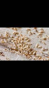 How would you rate this store? B M Pest Control Inc Facebook