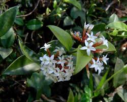 Image result for Carissa bispinosa