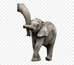 transparent elefante png floppy ears real baby elephant png download vhv floppy ears real baby elephant png