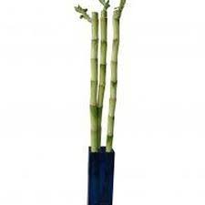 How To Save A Rotting Bamboo Plant Hunker Bamboo Plants Lucky Bamboo Plants Lucky Bamboo