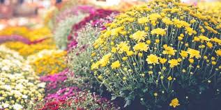 Department of agriculture plant hardiness zones 4 through 9. Are Mums Perennials How To Grow Mums As Perennials