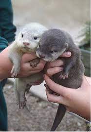 Otters Are The New Cats Cute Baby Animals Cute Animals Animals