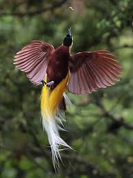 Png Bird Of Paradise Images Pin On Aves Paradisaeidae Birds Of Paradise