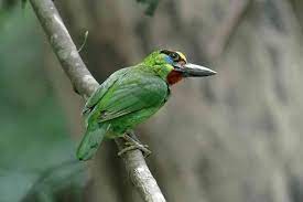 Download Suara Burung Kepodang Emas Gacor Sungu Mp3 Harga