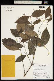 Image result for Hippocratea