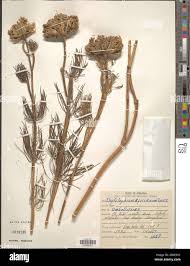 Image result for Diplolophium