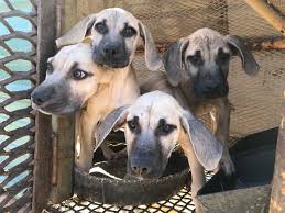 Black mouth cur kennels cheap