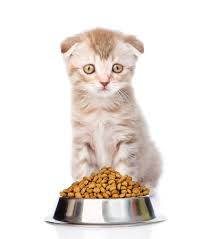 We countdown the 7 best high calorie cat food! Why Cats Need Nutritional Supplements Two Crazy Cat Ladies