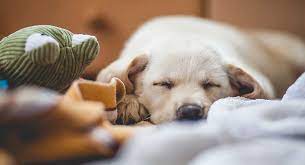 This means that your lab will calm down anywhere between 2 to 3 years of age. How To Calm Down A Dog Top Tips For Calm Dogs