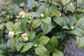 Plant in the right place. Fruit Trees Home Gardening Apple Cherry Pear Plum Fruit Tree Grease Homebase