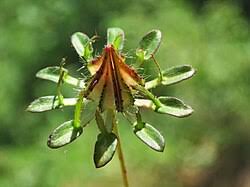 Image result for Hibiscus surattensis