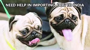 Maybe you would like to learn more about one of these? Need Help In Importing A Dog To India Dogspot In