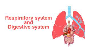 How Does The Respiratory System Work With The Digestive System Knowledgeneed