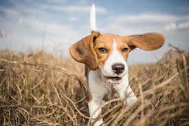 If you have any questions or would like more information on. Veterinarian In Bryn Mawr Pa Pets First Veterinary Center