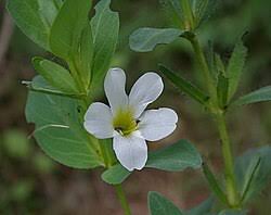 Image result for Barleria megalosiphon