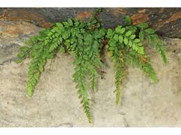 Image result for Asplenium barteri