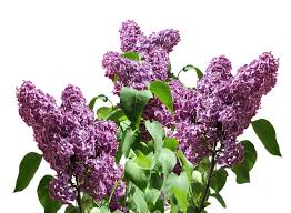 But the problem is fixable by trimming the overgrown lilacs, which will also help rejuvenate them. Lilac Plants Flowers All You Need To Know