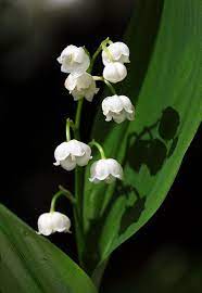 Lily Of The Valley By Anymotion Via Flickr Lily Of The Valley Memorial Garden Stones Unusual Flowers