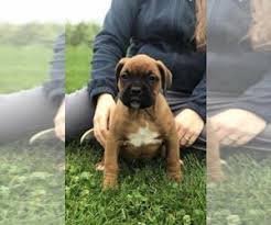We are thrilled you stopped by. View Ad Boxer Puppy For Sale Near Ohio Ashland Usa Adn 223325