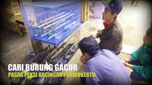 Check spelling or type a new query. Dunia Hobi Blusukan Cari Burung Gacor Di Pasar Peksi Bacingah Purwokerto Youtube