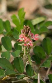 Image result for Indigofera spicata