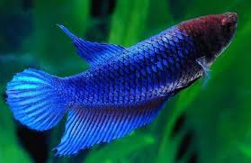 Check out our veiltail betta selection for the very best in unique or custom, handmade pieces from our shops. Veiltail Female Bettas Are Buy One Get Aquarama Aquarium Facebook