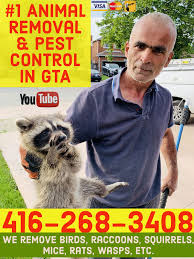Our team is dedicated to providing outstanding service on each mission we embark on. Best Pest Control And Wildlife Removal In Mississauga Best Pest Control In The Greater Toronto Area Toronto Brampton Mississauga Oakville Hamilton Oshawa Newmarket