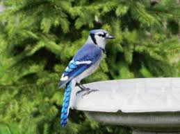 Birds Native To Pennsylvania 16 Common Songbirds Of Pennsylvania Nature Animals Song Bird Backyard Birds